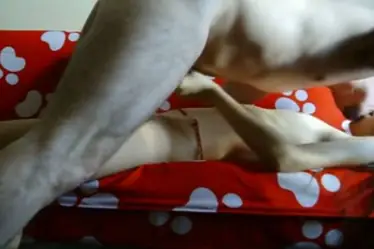 Bispak Jakarta Live Pamer Servis Mewah Di Hotel